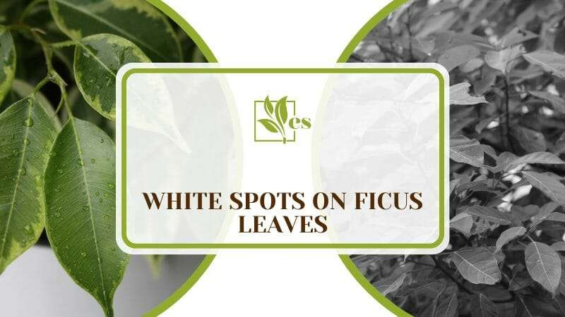White Spots on Ficus Leaves