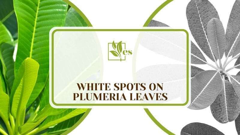 White Spots on Plumeria Leaves