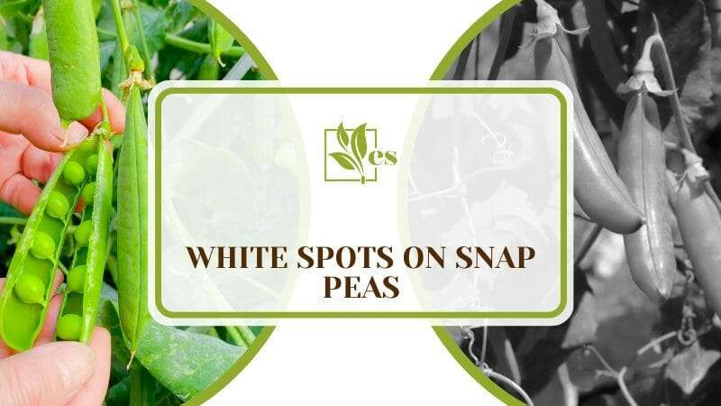 White Spots on Snap Peas
