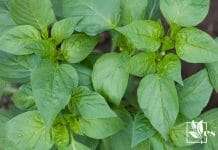 White spot problems and solutions on Pepper Leaves
