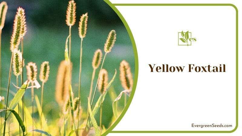 Yellow Foxtail Europe’s native plants