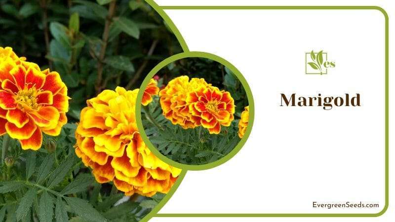 Yellow-orange Marigold Flower