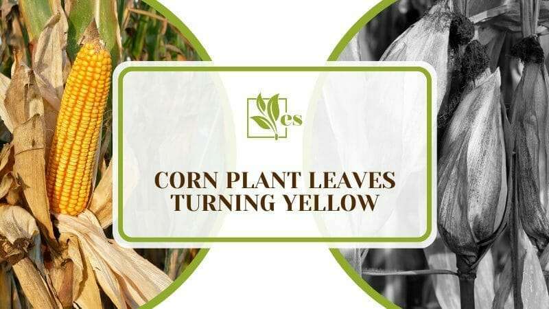 Yellowing Leaves - Corn Plant