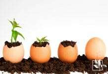 eggshells as organic fertilizer