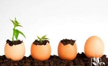 eggshells as organic fertilizer