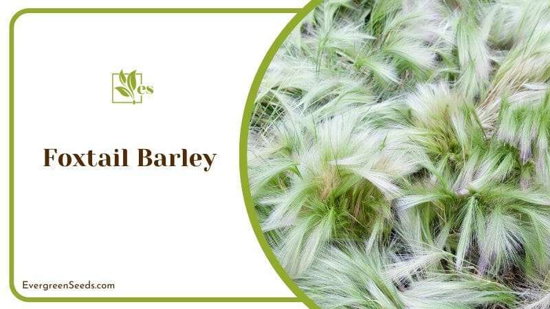 funky-looking Foxtail Barley