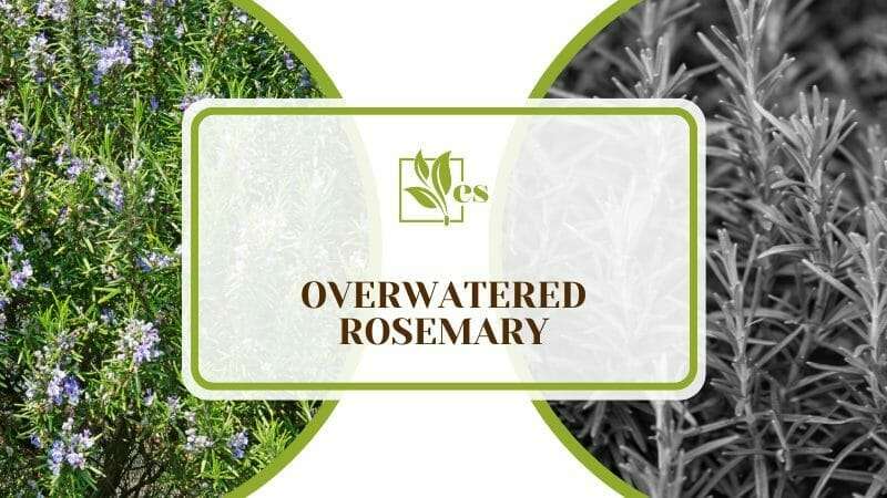 garden rosemary