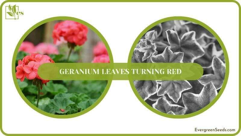 Care for Geranium Plants