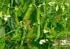 why your pea plants have white spots