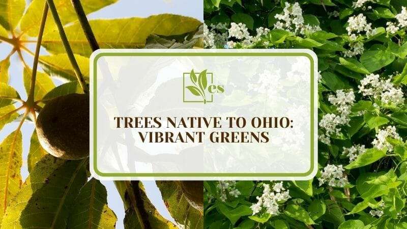 10 Trees Native to Ohio Vibrant Greens
