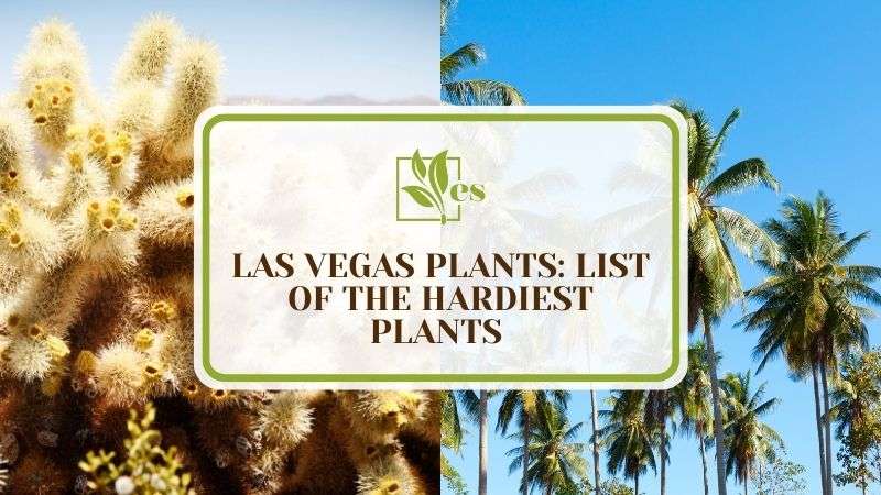 21 Las Vegas Plants List of The Hardiest Plants