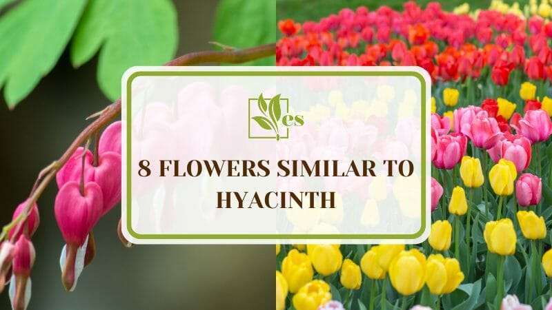 8 Flowers Similar To Hyacinth