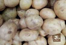 A Bunch of Maris Piper Potatoes