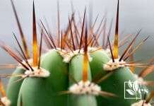 A Cactus with Sharp Spikes