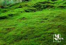 A Hill Covered with Moss