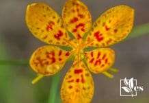 A Yellow Leopard Lily
