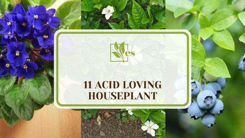 Acid Loving Houseplant Common Plants That Grow In Acidic Soil