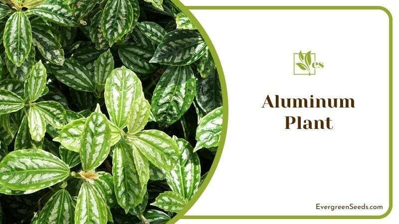 Aluminum Plant