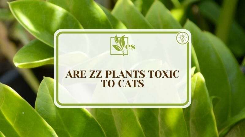 Are ZZ Plants Toxic to Cats