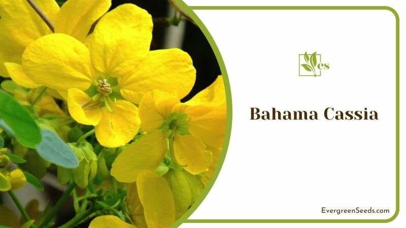 Bahama Cassia Plants in Zone 9b