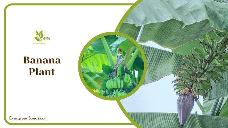 Banana Plant has paddle-like leaves