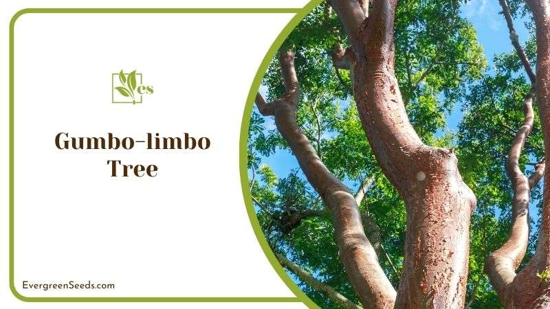 Bark of Gumbo Limbo Tree