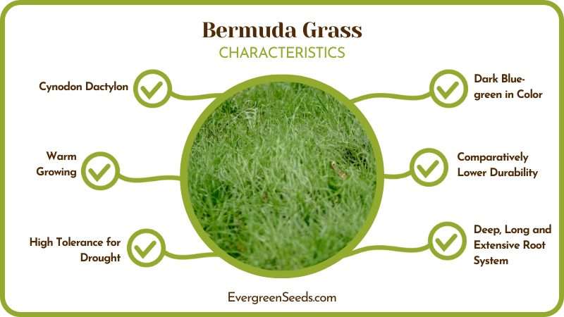 Bermuda Grass Requirements