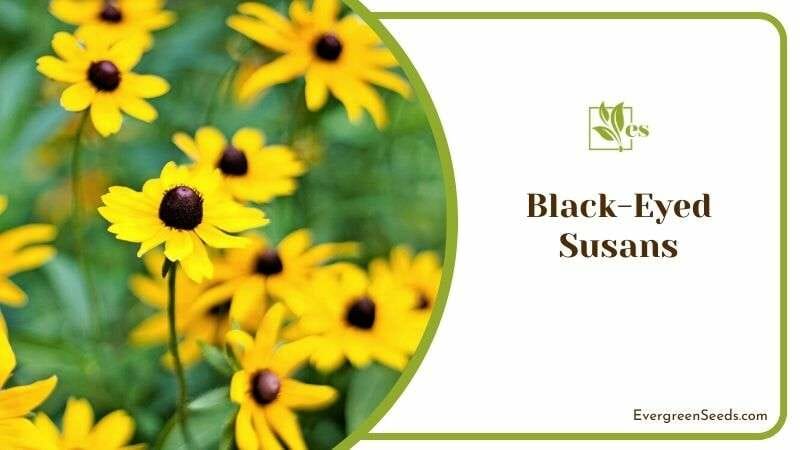 Black Eyed Susans Wildflowers