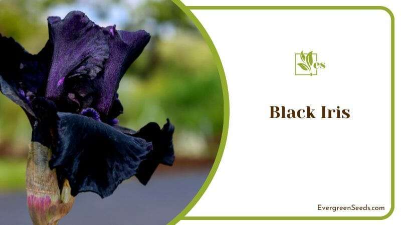 Black Iris Flower in the Garden
