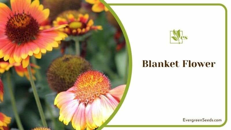Blanket Flower or Gaillardia