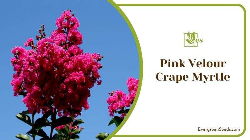Blossoms of a Pink Velour Crape Myrtle