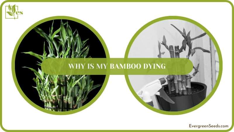Bring Dying Bamboo Back to Life