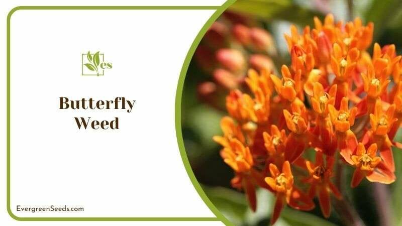 Butterfly Weed or Asclepias Tuberosa