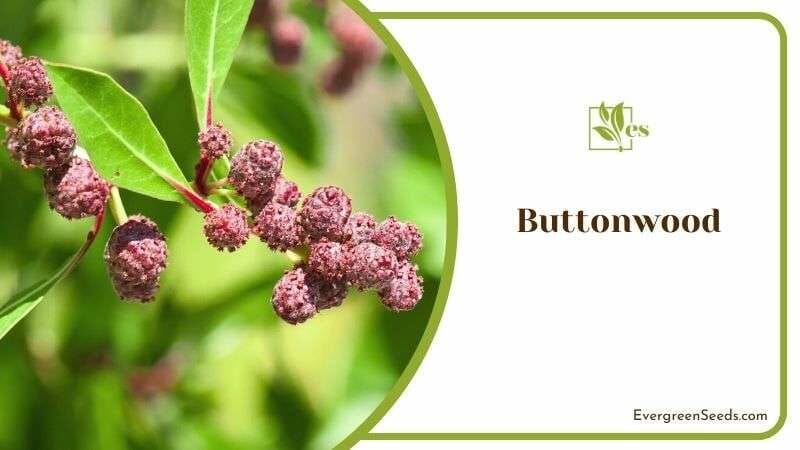 Buttonwood Plant for Security