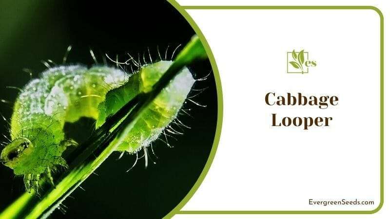 Cabbage Looper
