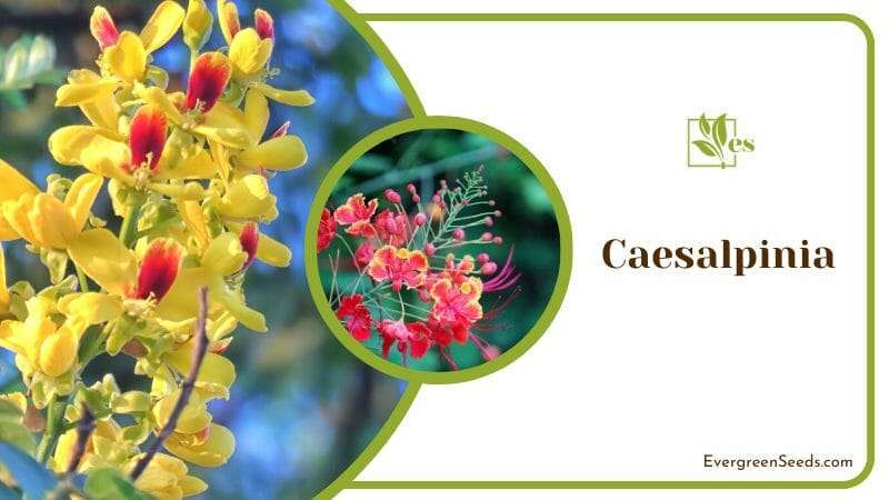 Caesalpinia shade-tolerant plant