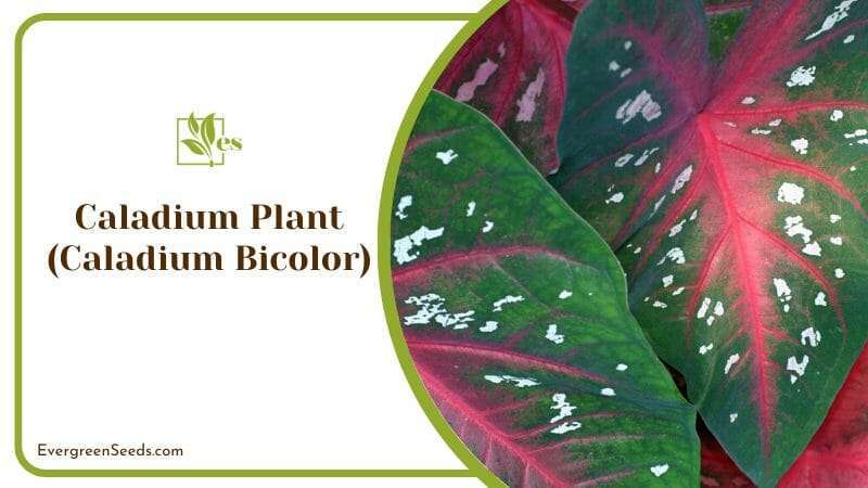 Caladium Plant