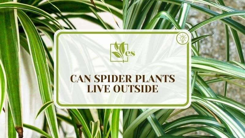 Can Spider Plants Live Outside