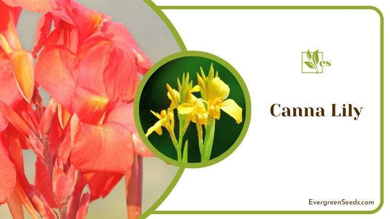 Canna Lily thrives in hot and humid conditions