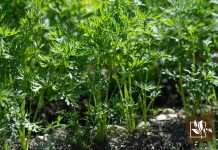 Care Guide for Carrot Growth 1