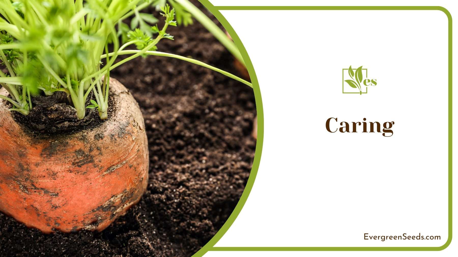 Caring for the Carrot Plant