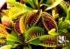 Carnivorous Venus Fly Trap in a Pot 