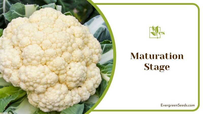 Cauliflower Turns into Maturation Stage