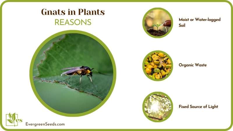 Causes Gnats in Plants