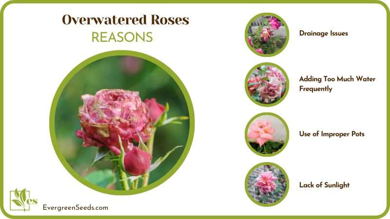 Causes of Overwatered Roses