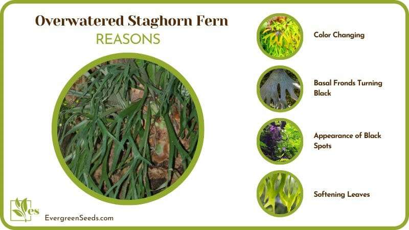 Causes of Overwatered Staghorn Fern