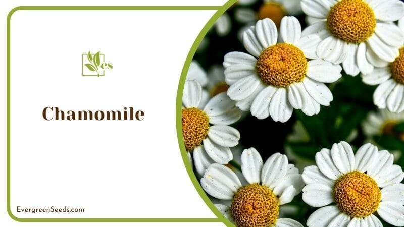 Chamomile Flowers in a Field