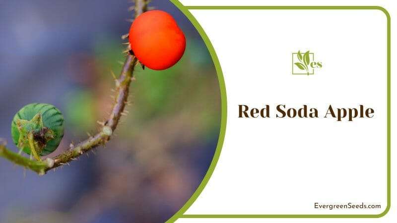 Close Up of Red Soda Apple