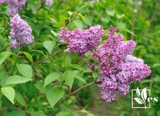 Common Lilac in the Garden