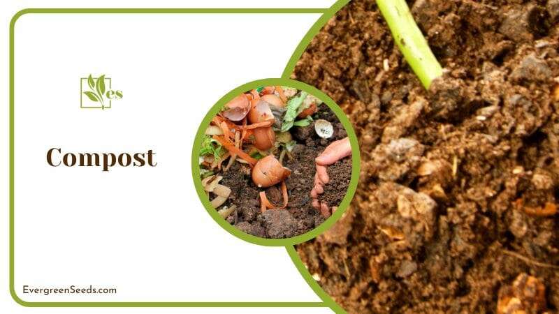 Compost for the Garden